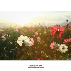dailyPhoto9
